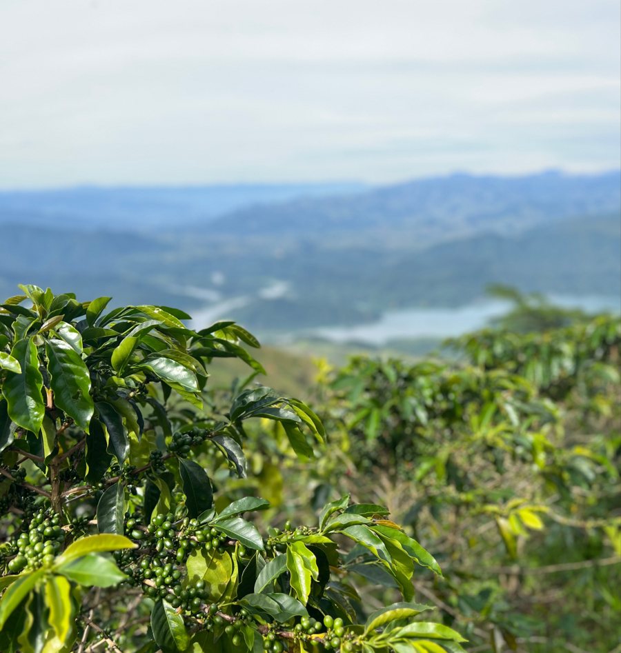 Cafetos con cerezas verdes y las montañas de Amalfi, Antioquia, al fondo